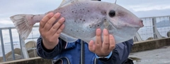 ウスバハギの釣果