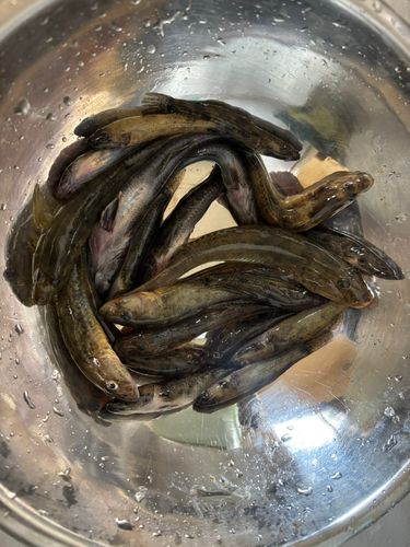 ハゼの釣果
