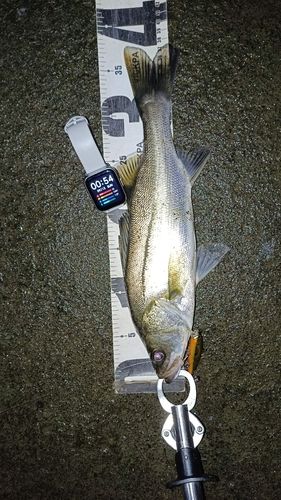 フッコ（マルスズキ）の釣果