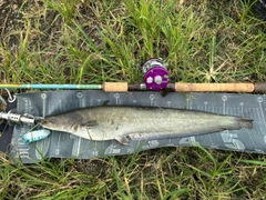 ナマズの釣果