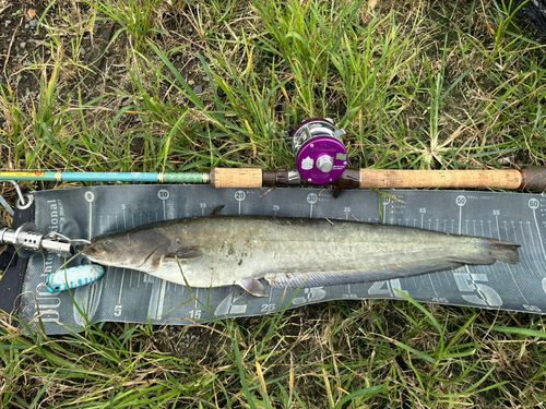 ナマズの釣果