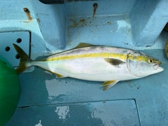 ワラサの釣果