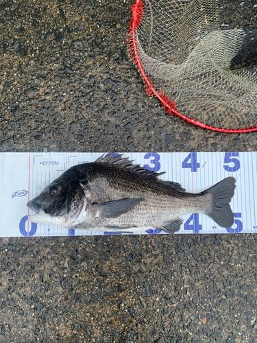 チヌの釣果