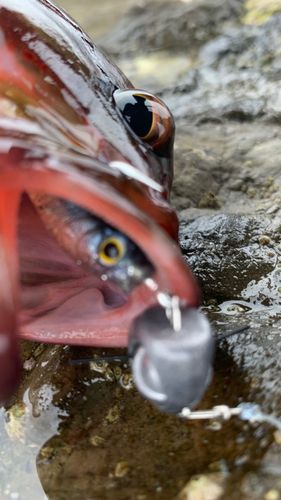 アカハタの釣果