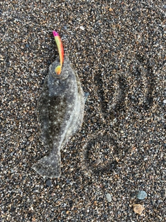 ヒラメの釣果