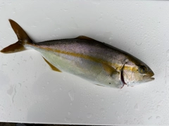 ショゴの釣果