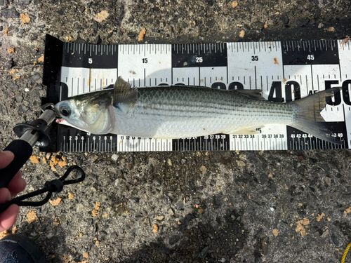 ボラの釣果