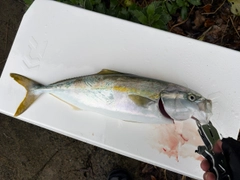イナダの釣果