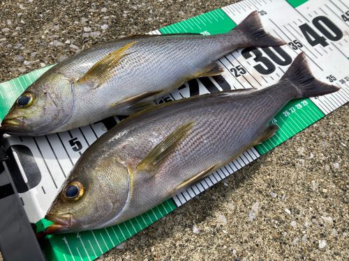 イサキの釣果