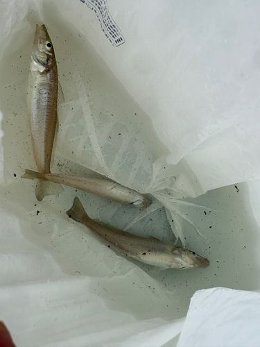 キスの釣果
