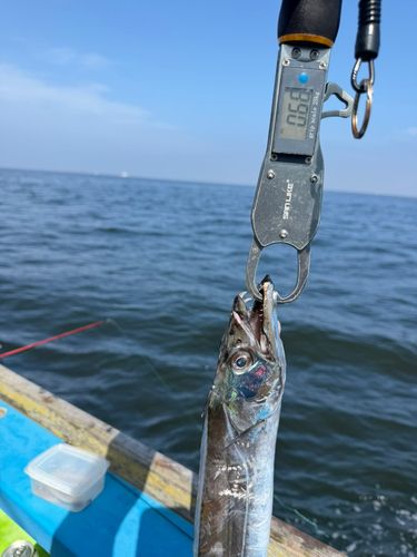 タチウオの釣果