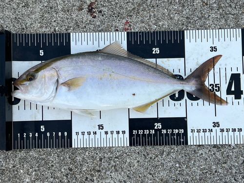 タチウオの釣果