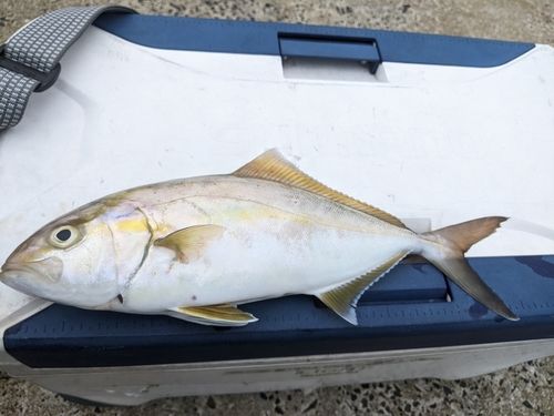 ネリゴの釣果