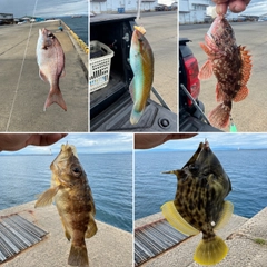 カワハギの釣果