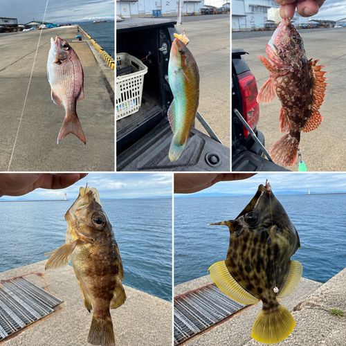 カワハギの釣果