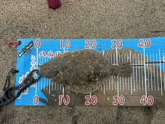 ヒラメの釣果