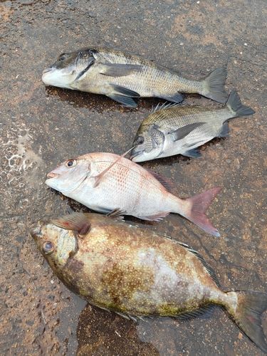 タイの釣果