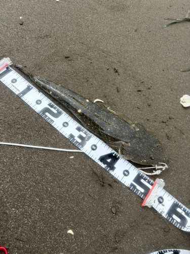 マゴチの釣果