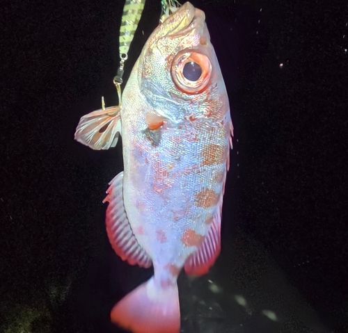 ゴマヒレキントキの釣果
