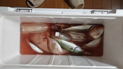 コゾクラの釣果