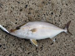 ネリゴの釣果