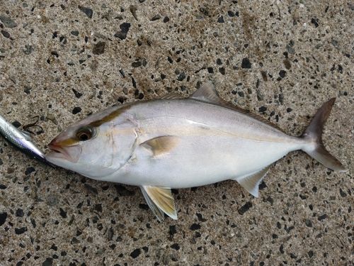 ネリゴの釣果