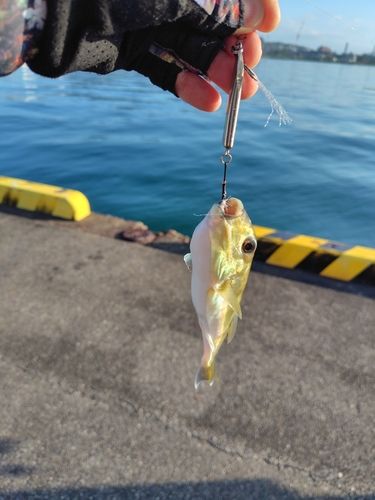 シロサバフグの釣果