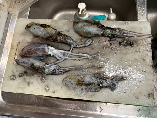アオリイカの釣果