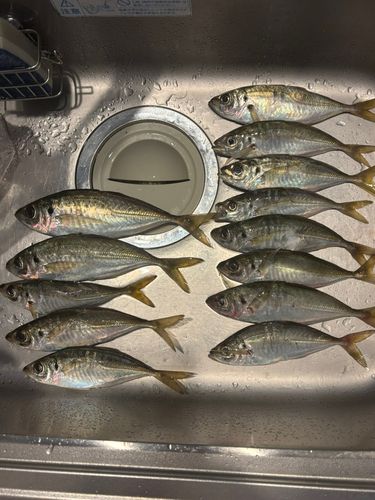 アジの釣果