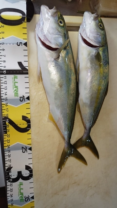 コゾクラの釣果