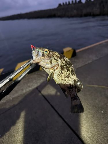 ソイの釣果