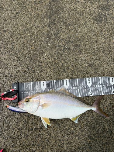 ネリゴの釣果