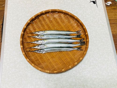 サヨリの釣果