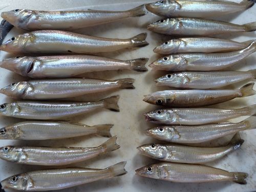 キスの釣果