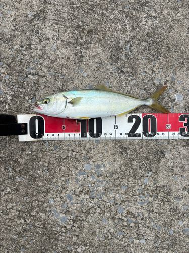 ワカシの釣果