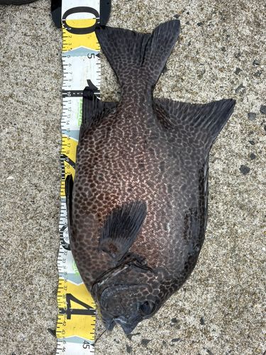 イシガキダイの釣果