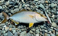 ショゴの釣果