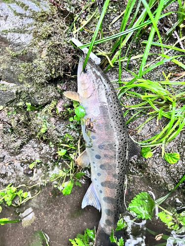 ヤマメの釣果