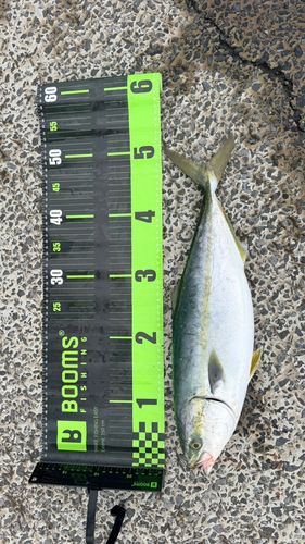 イナダの釣果