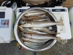 シロギスの釣果