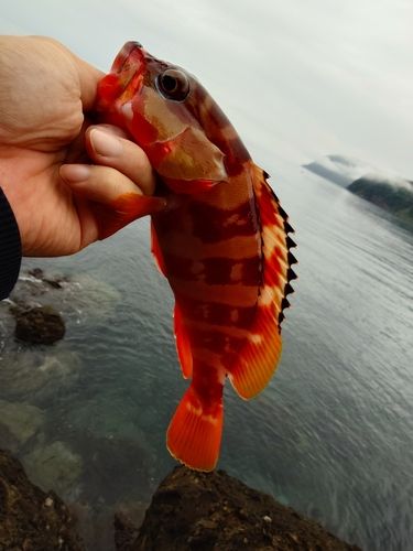 アカハタの釣果