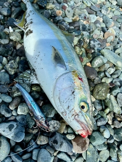 イナダの釣果