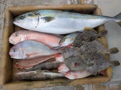 シロアマダイの釣果