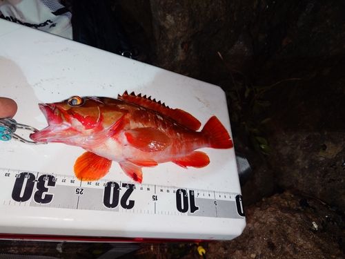 アカハタの釣果