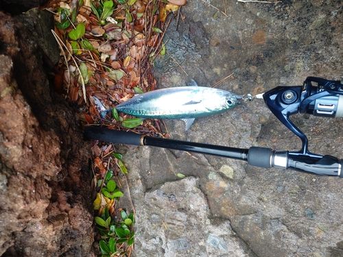 ソウダガツオの釣果