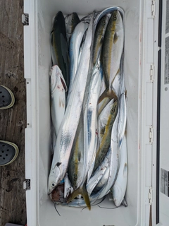タチウオの釣果