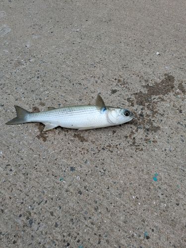 ボラの釣果