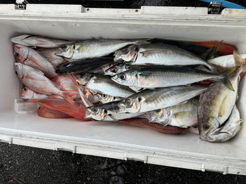 マアジの釣果