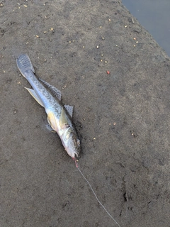 ハゼの釣果