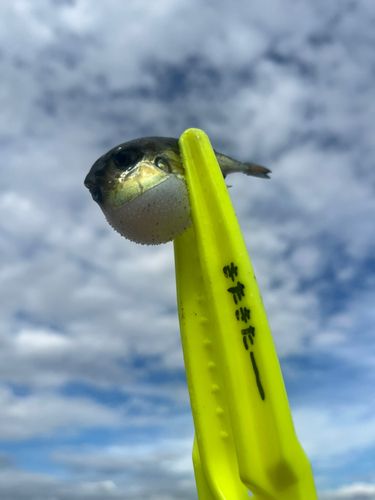 フグの釣果